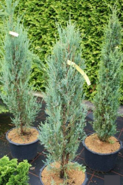 Juniperus scopulorum Blue Arrow 2